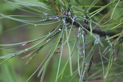 Pineus cembrae