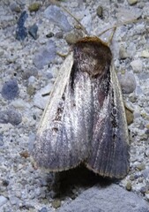 Ochropleura implecta