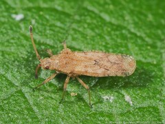 Teleonemia scrupulosa