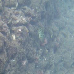 Thalassoma trilobatum