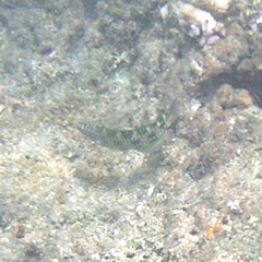 Thalassoma trilobatum