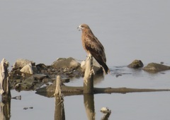 Milvus migrans lineatus