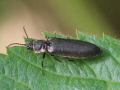 Denticollis denticornis