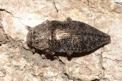 Dicerca aenea