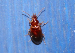 Bradycellus verbasci