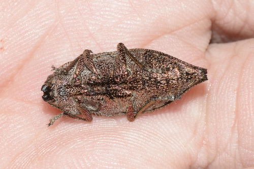 Dicerca aenea