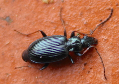 Bembidion tibiale