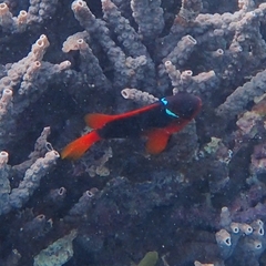 Amphiprion rubrocinctus