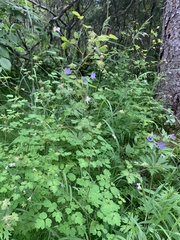 Thalictrum sparsiflorum