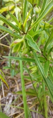 Lysimachia quadriflora