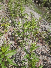 Lysimachia thyrsiflora