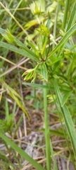 Lysimachia quadriflora