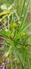 Lysimachia quadriflora