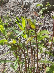 Lysimachia thyrsiflora