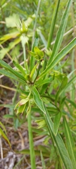 Lysimachia quadriflora