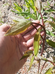Lysimachia thyrsiflora