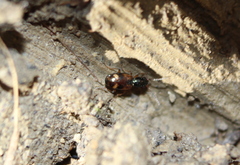 Bembidion articulatum
