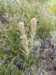 Castilleja pilosa