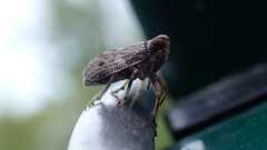 Issus coleoptratus