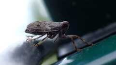 Issus coleoptratus