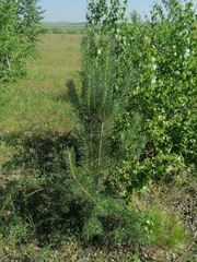 Pinus sylvestris