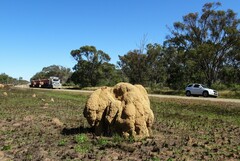 Nasutitermes triodiae