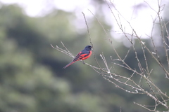 Pericrocotus ethologus