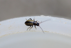 Calomicrus circumfusus