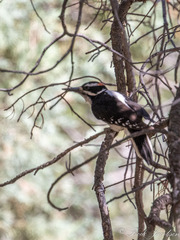 Dryobates villosus orius