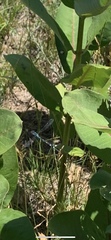 Enallagma geminatum