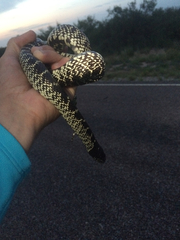 Lampropeltis splendida