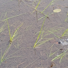 Schoenoplectus subterminalis