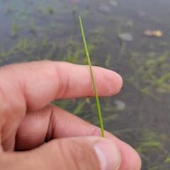 Schoenoplectus subterminalis