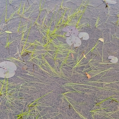 Schoenoplectus subterminalis