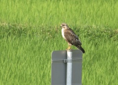 Buteo japonicus