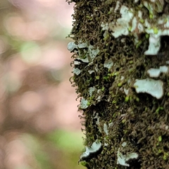 Frullania bolanderi