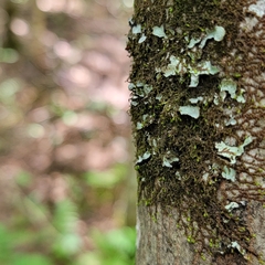 Frullania bolanderi