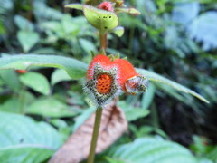 Kohleria stuebeliana