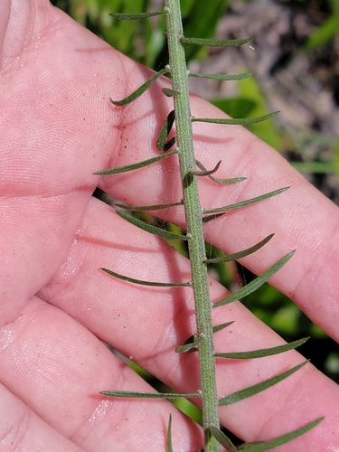 Image of Liatris ohlingerae by (c) Jay Horn, some rights reserved (CC BY)