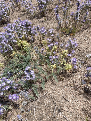 Gibbs' milkvetch (Astragalus gibbsii)