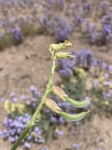 Image of Astragalus gibbsii by (c) Matt Berger, some rights reserved (CC BY)
