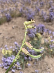 Astragalus gibbsii