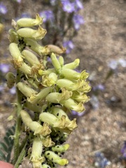 Astragalus gibbsii
