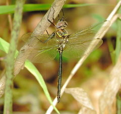 Somatochlora ozarkensis