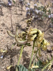 Astragalus gibbsii