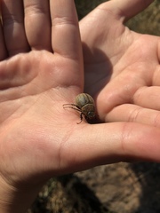 Phyllophaga lanceolata