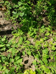 Rudbeckia heliopsidis