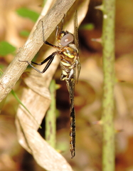 Somatochlora ozarkensis