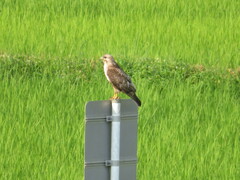 Buteo japonicus
