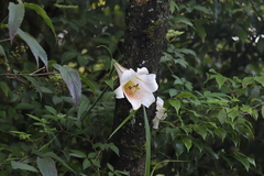 Lilium brownii